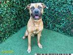 Adopt CASINO NIGEL a Boerboel, Staffordshire Bull Terrier