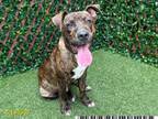 Adopt BENTLEY a Pit Bull Terrier, Mixed Breed