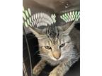 Adopt ToTo a Domestic Short Hair