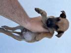Adopt ROBBIE a German Shepherd Dog, Mixed Breed