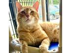 Adopt Big Mac a Domestic Short Hair