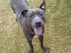 Adopt CHOPPA a American Staffordshire Terrier, Mixed Breed