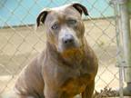 Adopt CHANNING a American Staffordshire Terrier, Mixed Breed