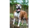 Adopt JIMMY a Mixed Breed