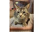 Adopt BARNEY a Domestic Short Hair