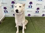 Adopt MARS a Siberian Husky