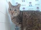 Adopt LUIS a Domestic Short Hair