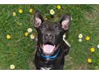 Adopt QUINCY a Labrador Retriever, Mixed Breed