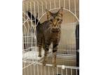 Adopt TWIX a Domestic Short Hair