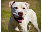 Adopt DONATELLO a Pit Bull Terrier, Mixed Breed
