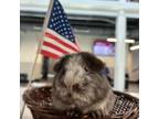 Adopt Smokey 3 a Guinea Pig