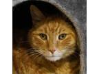 Adopt Ollie a Domestic Short Hair