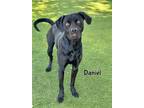 Adopt DANIEL a Labrador Retriever, Mixed Breed