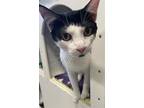 Adopt MORTY a Domestic Short Hair