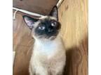 Adopt Smokey a Siamese