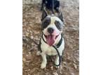 Adopt KING a Pit Bull Terrier