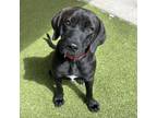 Adopt Trooper a Mixed Breed, Black Labrador Retriever