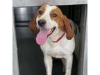Adopt Woody a Foxhound