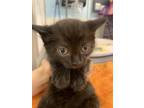 Adopt Woulda - Blue collar a Domestic Short Hair