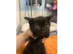 Adopt Coulda - Gray collar a Domestic Short Hair