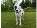 Adopt Yoshi a Great Dane, American Staffordshire Terrier