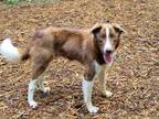 Adopt Chip a Border Collie