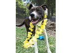 Adopt FIREWORKS a Pit Bull Terrier, Mixed Breed