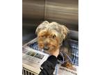 Adopt Terrion-ADOPTED a Yorkshire Terrier, Mixed Breed