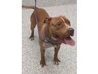 Adopt Butch-ADOPTED a Pit Bull Terrier, Mixed Breed