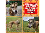 Adopt 2024-04-234 *Christoph* a German Shepherd Dog