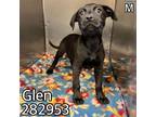 Adopt GLEN a Labrador Retriever, Mixed Breed