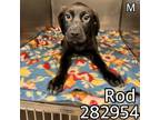 Adopt ROD a Labrador Retriever, Mixed Breed