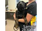 Adopt SAMMY a Mixed Breed