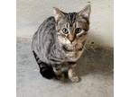 Adopt Paddy a Domestic Short Hair