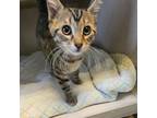 Adopt Dublin a Domestic Short Hair