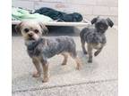 Adopt Lenny Bonded to Tede a Yorkshire Terrier, Mixed Breed