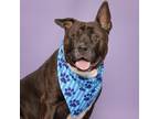 Adopt Charlie a American Staffordshire Terrier, Mixed Breed