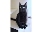 Adopt Azul a Domestic Short Hair