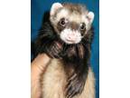 Adopt Dean / Shirley Jones a Ferret