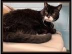 Adopt SHADOW a Domestic Short Hair