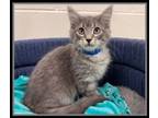 Adopt DRACO a Domestic Medium Hair