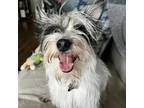 Adopt Creature a Cairn Terrier, Yorkshire Terrier