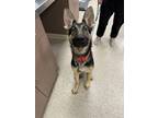 Adopt Sonar (in foster) a German Shepherd Dog, Mixed Breed