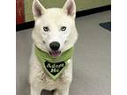 Adopt HOMER a Siberian Husky