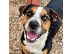 Adopt WAGNER a Foxhound, Mixed Breed
