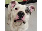 Adopt BUSTER a Pit Bull Terrier