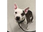 Adopt TINKO a Pit Bull Terrier