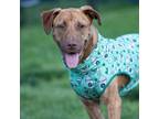 Adopt SHAGGY a Pit Bull Terrier, Mixed Breed