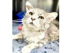 Adopt Pixel a Domestic Medium Hair, Domestic Short Hair