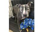 Adopt Wrigley a Pit Bull Terrier, Mixed Breed